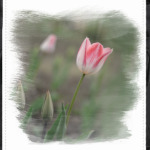 Апрельский тюльпан