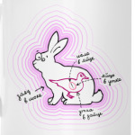 Заяц в шоке