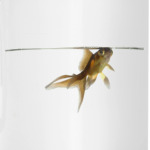 Золотая рыбка