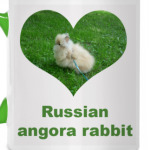 Russian angora rabbit