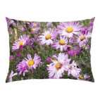 Хризантемы