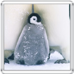 Пингвиненок