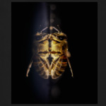 Зеркальная пчела