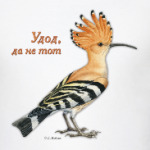 Удод, да не тот