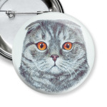 Шотландский вислоухий котик