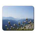 цветы и горы