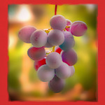 Гроздь винограда