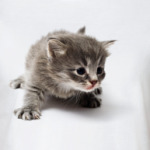 Любопытный котенок