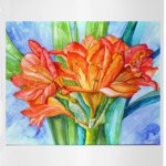 акварельная кливия