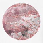 Японская сакура весной