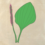 подорожник